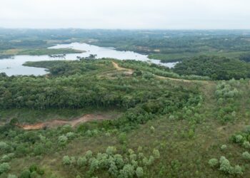 Após queda histórica em 2024, Paraná volta a ter aumento de área desmatada; veja cidades que mais derrubaram floresta no estado