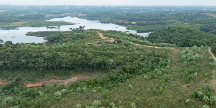 Após queda histórica em 2024, Paraná volta a ter aumento de área desmatada; veja cidades que mais derrubaram floresta no estado