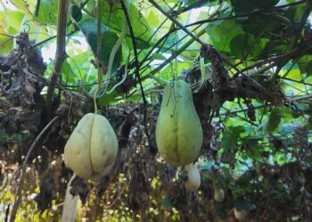 Plantação de chuchu com frutos de duas cores surpreende no Oeste do Paraná; entenda o fenômeno