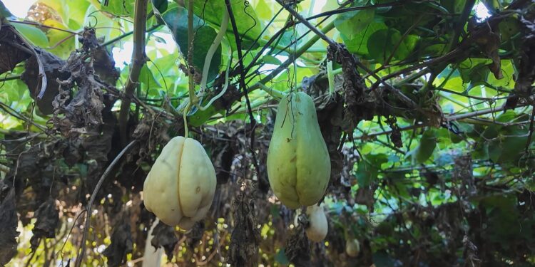 Plantação de chuchu com frutos de duas cores surpreende no Oeste do Paraná; entenda o fenômeno