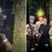 Jovem sobe em araucária no Paraná para colher pinhão, fica preso no topo por mais de duas horas e meia e é resgatado por bombeiros
