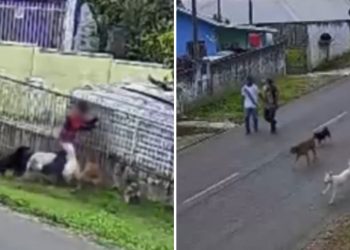 VÍDEO: criança é atacada por nove cachorros na rua de casa no Paraná e adultos observam a cena sem intervir