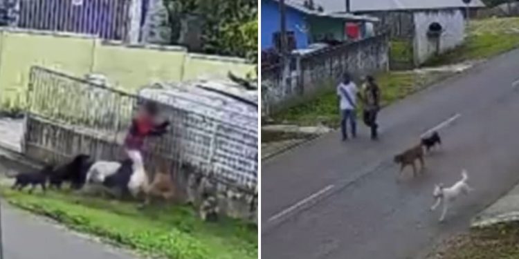 VÍDEO: criança é atacada por nove cachorros na rua de casa no Paraná e adultos observam a cena sem intervir