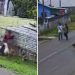 VÍDEO: criança é atacada por nove cachorros na rua de casa no Paraná e adultos observam a cena sem intervir